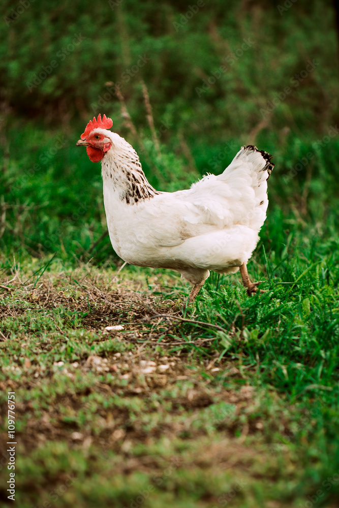 rustic chicken white coloring on a background of grass