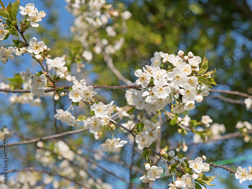 Blühender Sauerkirschbaum, Prunus cerasus
