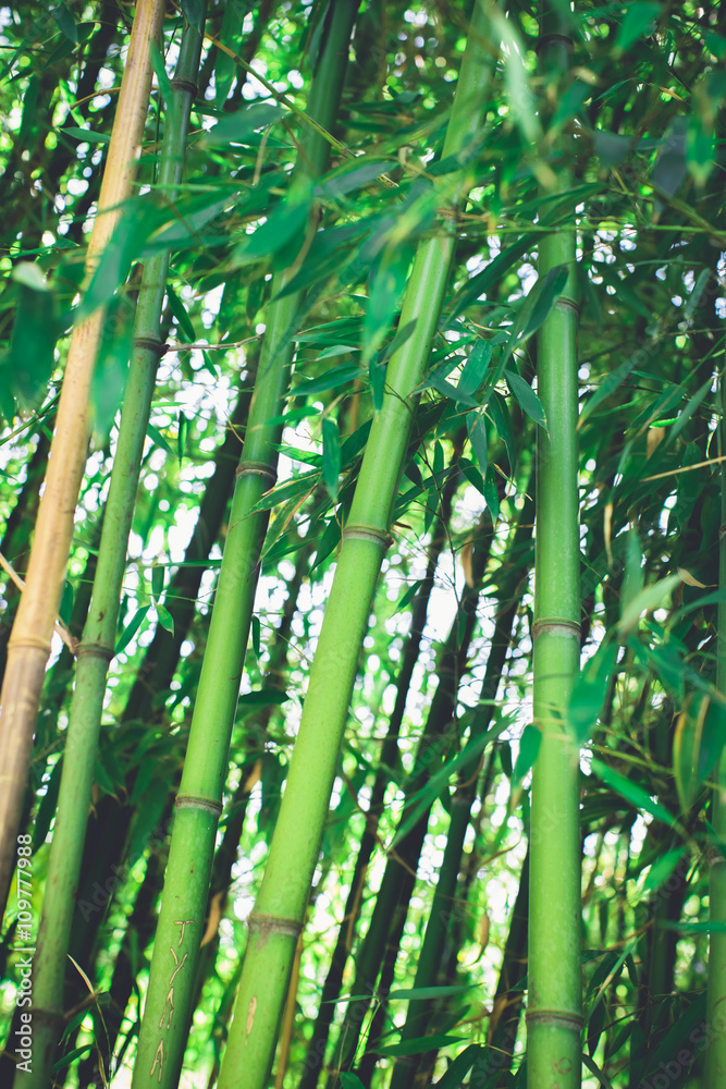Obraz premium Bamboo grove, bamboo forest natural green background
