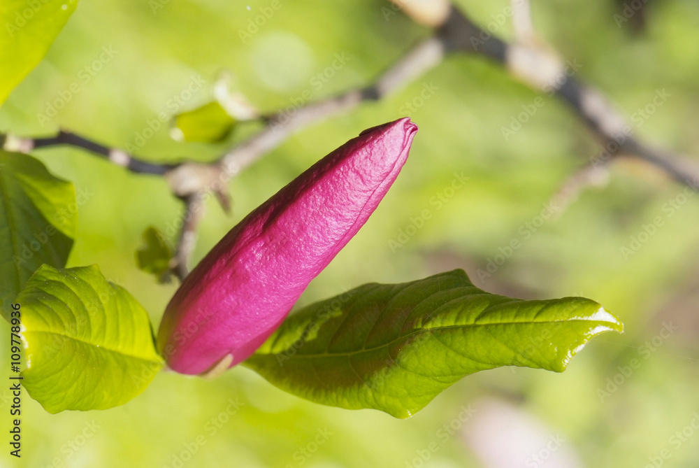 magnolia flower on the blur spring greens background magnolia flower on the blur spring greens background