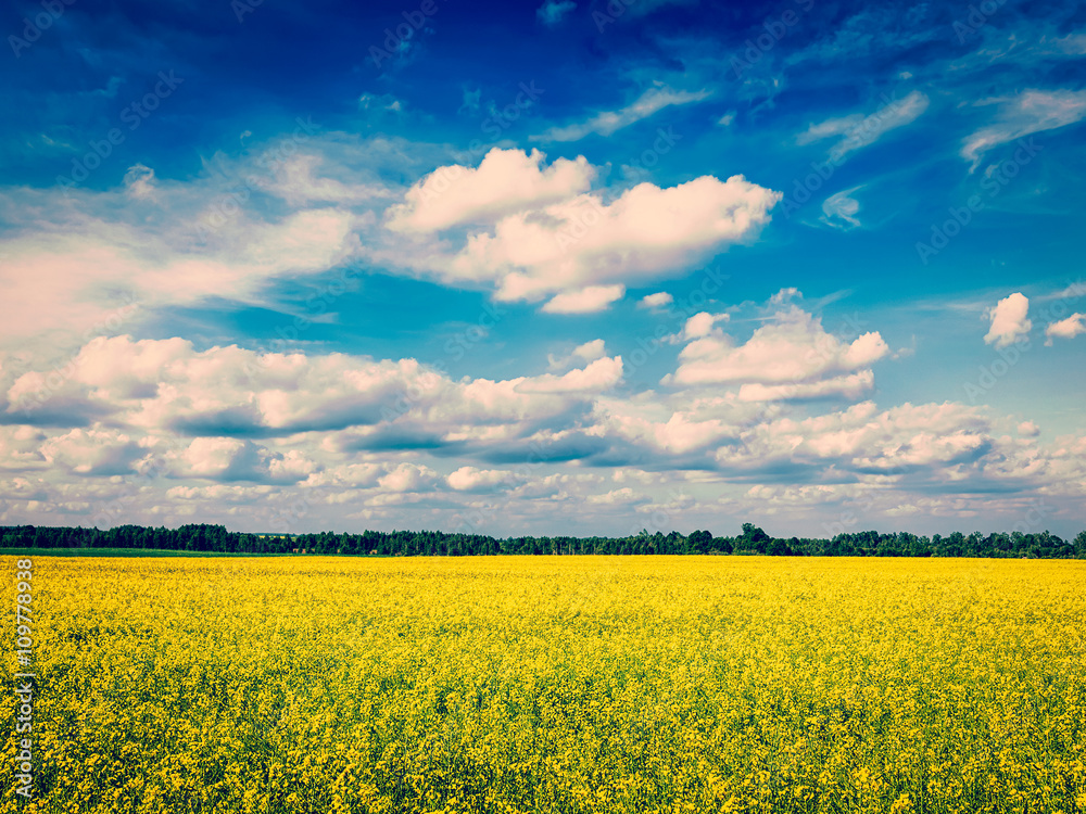 Fototapeta premium Spring summer background - canola field with blue sky