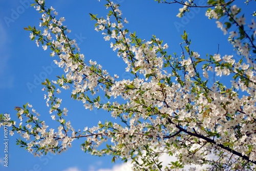 Obraz na płótnie Blooming cherry tree. Color photo. w salonie