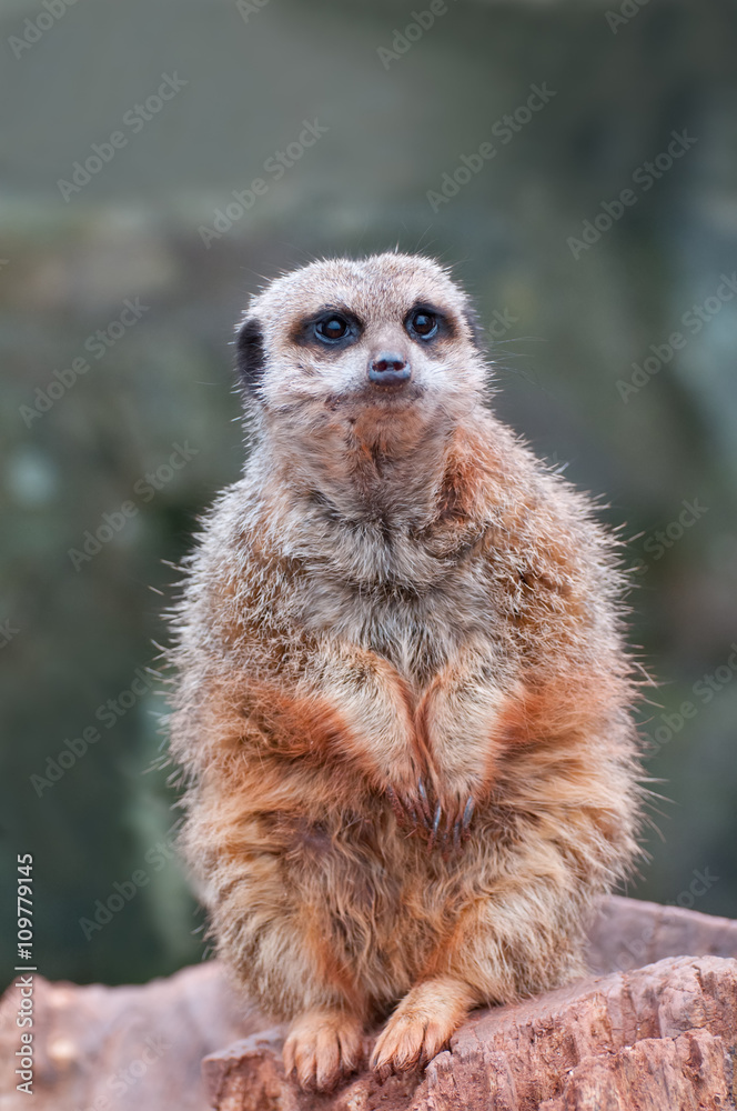 Fototapeta premium Meerkat sitting up. Meerkat isolated against a natural background.