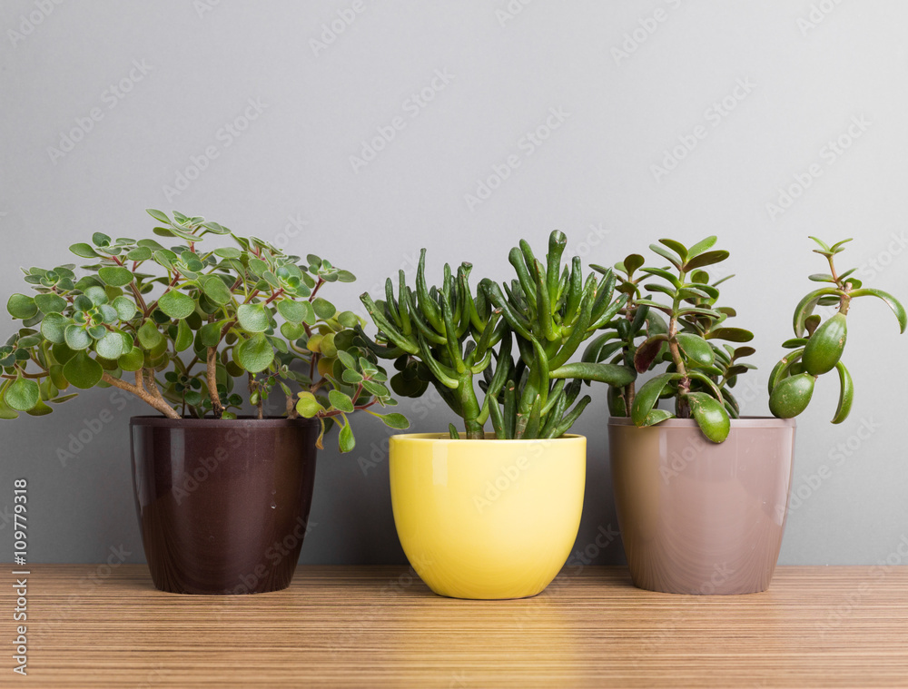 Fototapeta premium House plants. Succulents