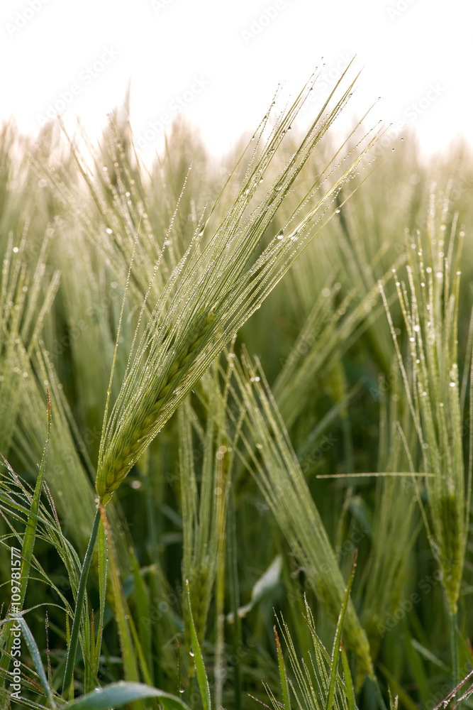 Cereal Plants, Barley, with different focus Cereal Plants, Barley, with different focus