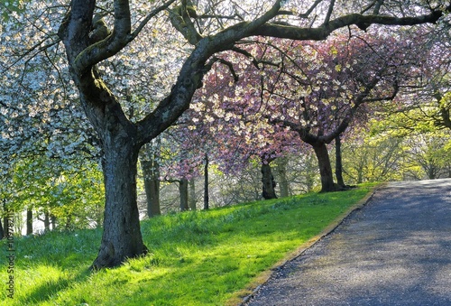 Colourful Spring Landscape.