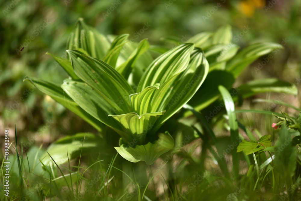 Fototapeta premium Green plant in the outdoors