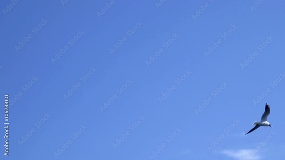 Seagull flying under a blue sky. HD. Seagull flying under a blue sky. HD.