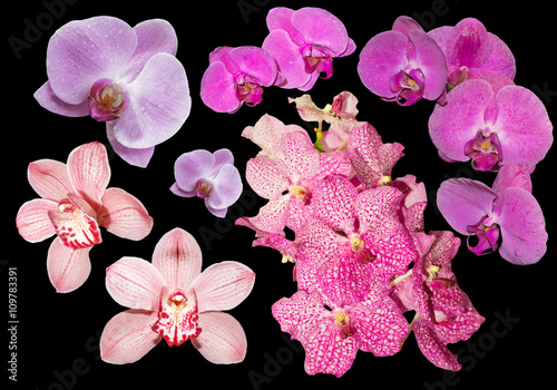 Fototapeta Naklejka Na Ścianę i Meble -  Collection of orchids isolated on black background