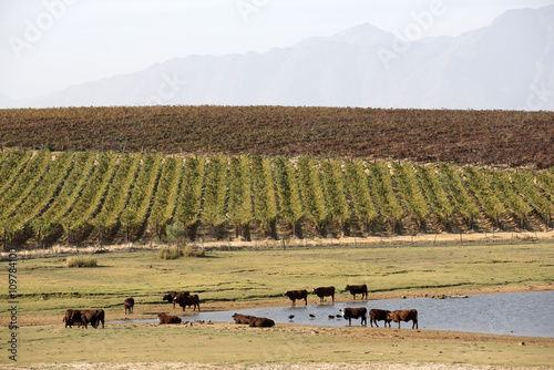 Cattle grazing below vineyards at Autumn time in Riebeek Kasteel in the Swartland region of South Africa photo