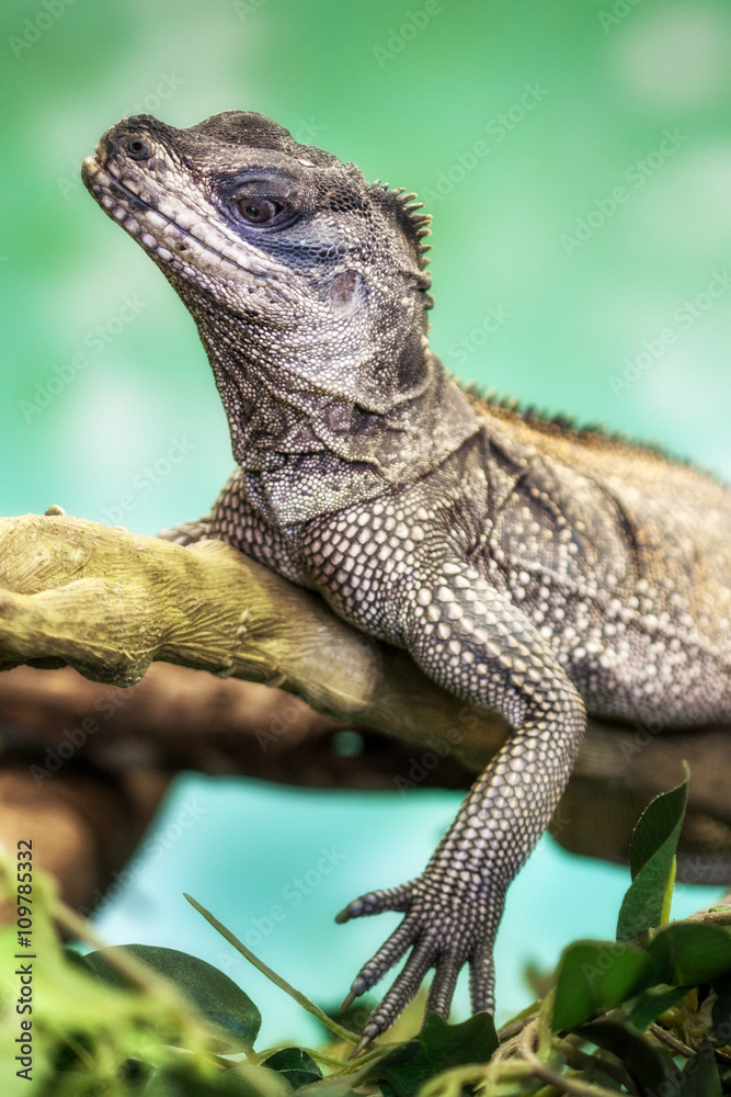 Obraz premium Weber's sailfin lizard (Hydrosaurus weberi)