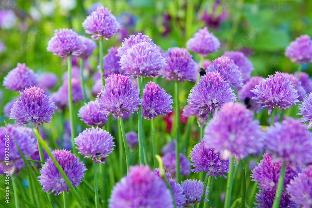 Chive plants in full bloom. Chive plants in full bloom.
