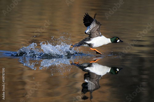 Running male Common goldeneye reflected in pond water surface. photo