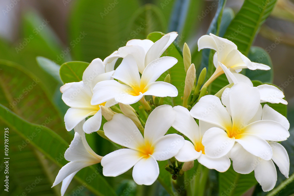 Fototapeta premium White Plumeria flowers beautiful