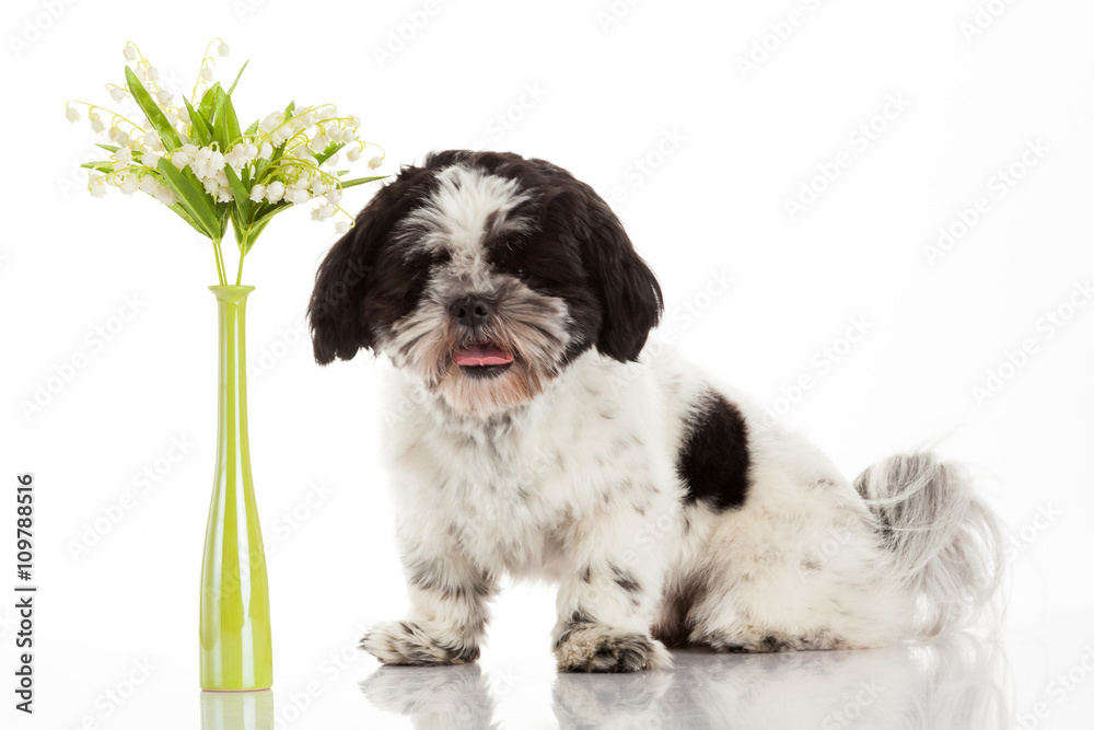 Shih Tzu puppy Shih Tzu puppy