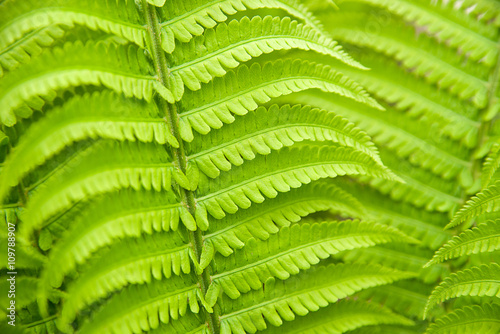 Fern leaves in spring on a sunny day