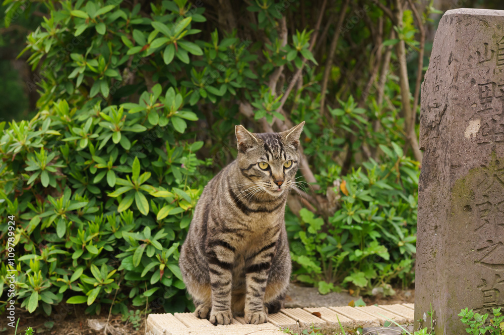 猫 猫