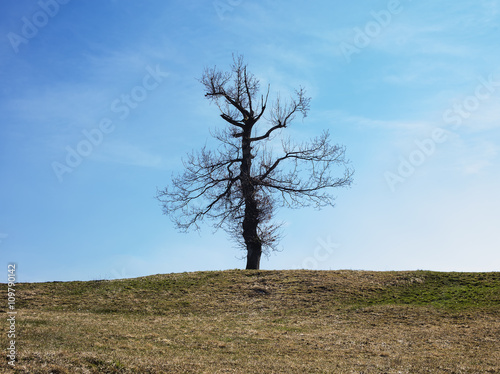 Last standing tree