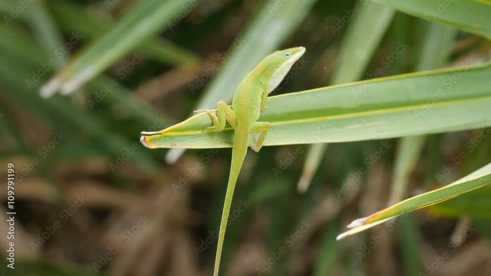 4K Carolina anole (Anolis carolinensis) Male Extending Dewlap 1 4K Carolina anole (Anolis carolinensis) Male Extending Dewlap 1