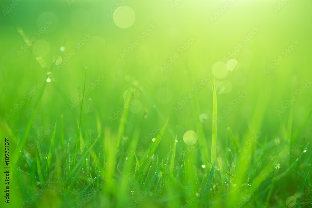 Green Grass Field Bathing in Morning Sunlight