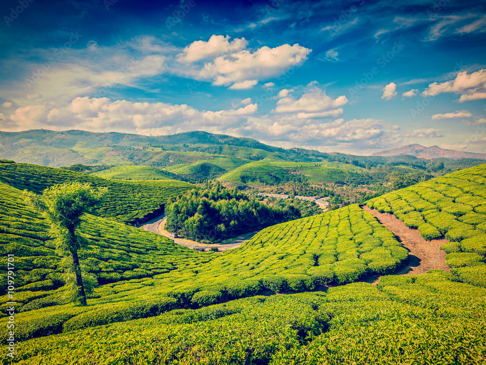 Green tea plantations in India