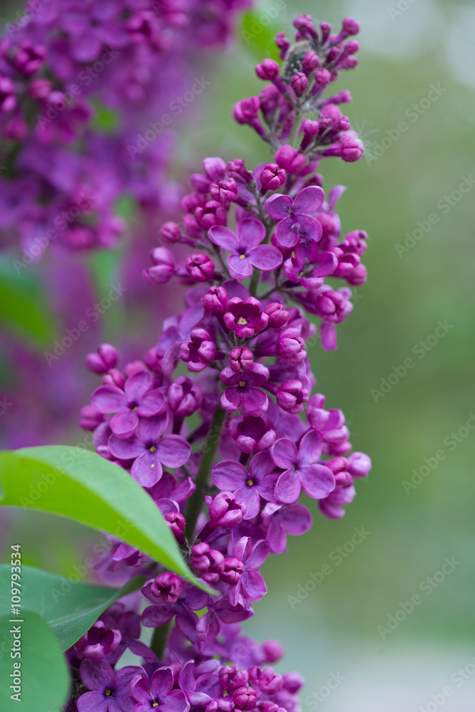 lilac flowers on a green background