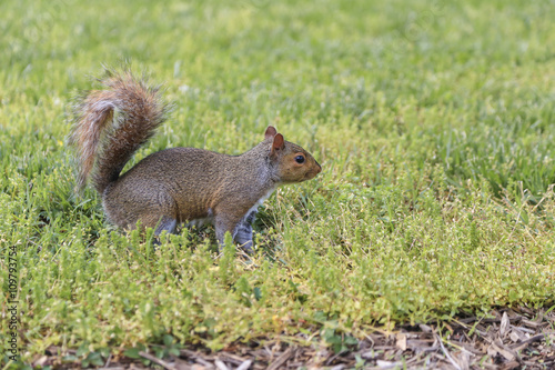 Squirrel on grass © jack-sooksan