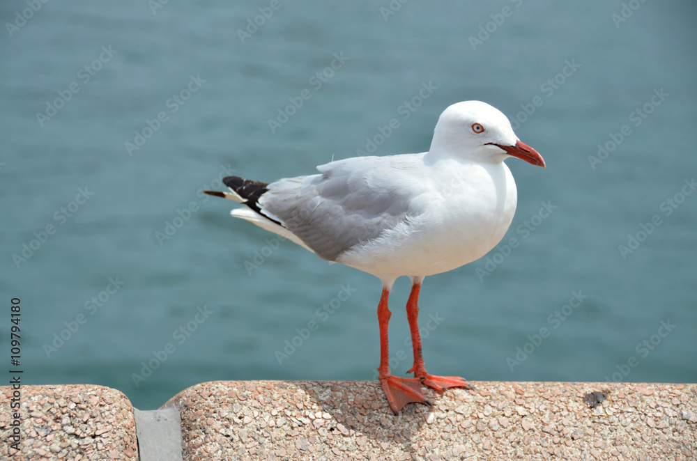 Fototapeta premium White seagull sitting on a pier
