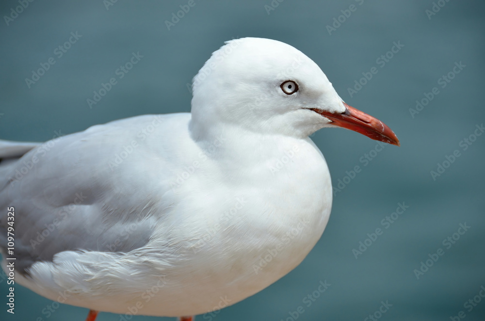White seagull sitting on a pier
White seagull sitting on a pier