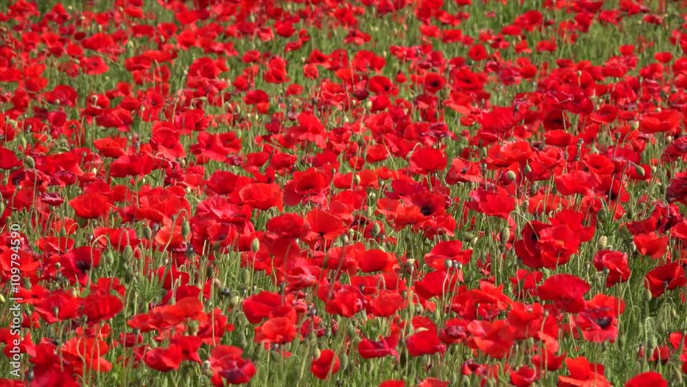 Field of red poppy flowers gently blowing in the wind Field of red poppy flowers gently blowing in the wind