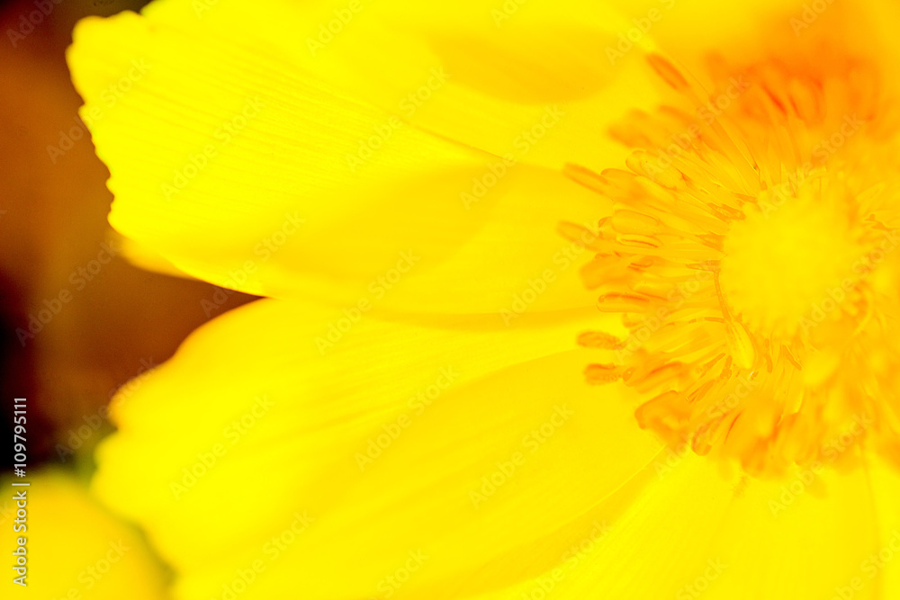 yellow flower macro yellow flower macro