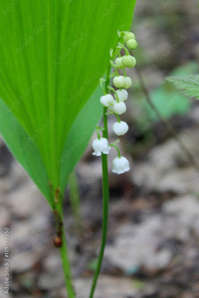 Fototapeta premium Lily of the valley (convallaria majalis)