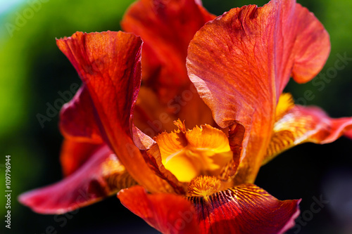 Red iris
