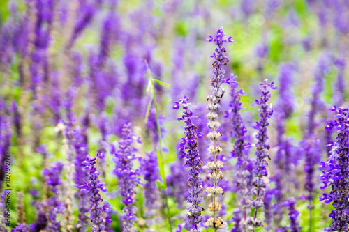 Lavender flower field,Spring background, leave space for adding