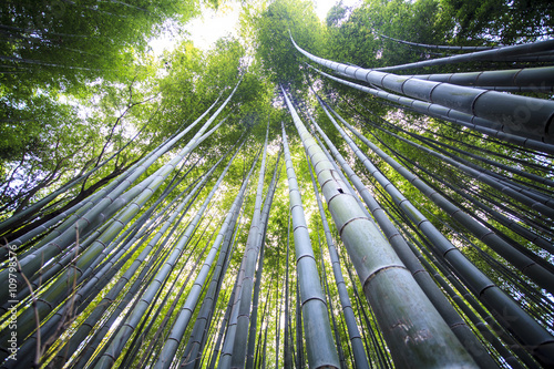 Beautiful Bamboo forest in Arashiyama at Kyoto - Bright Processi