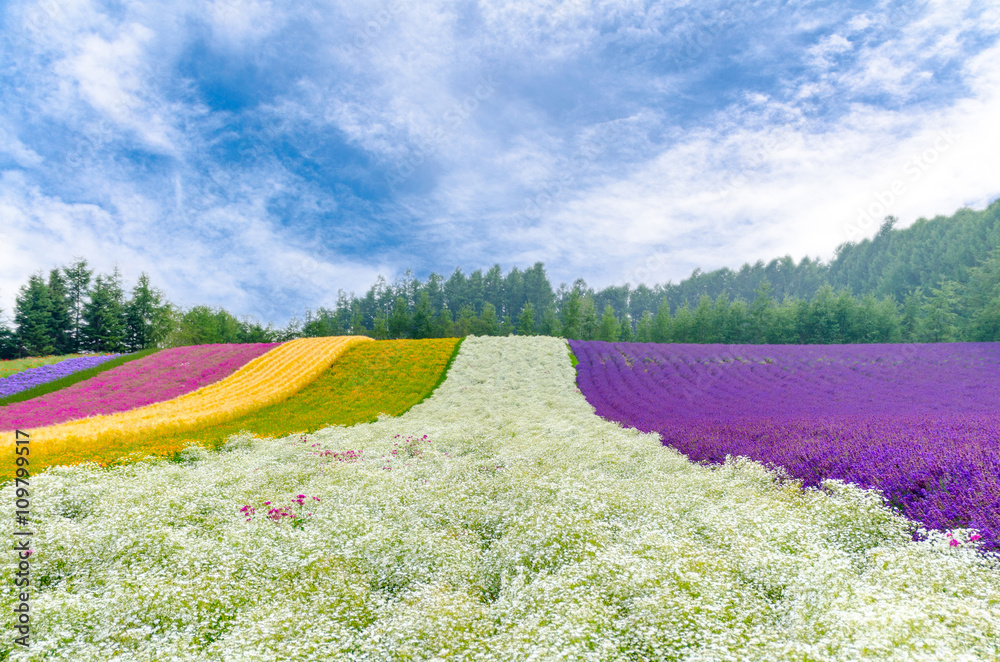 Fototapeta premium Flower field with gypsophila , near is lavender and many kind of flower on summer with beautiful sky in Tomita farm in Hokkaido, Japan 
