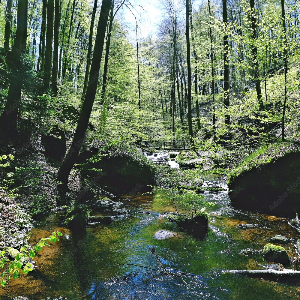 Bach durch die Karlstalschlucht im Pfälzer Wald Bach durch die Karlstalschlucht im Pfälzer Wald