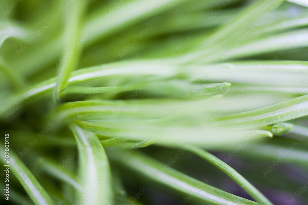 Obraz premium Curly grass