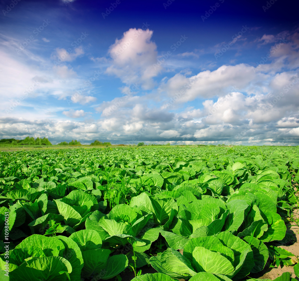 Landscape view of a freshly growing cabbage field - obrazy, fototapety, plakaty 