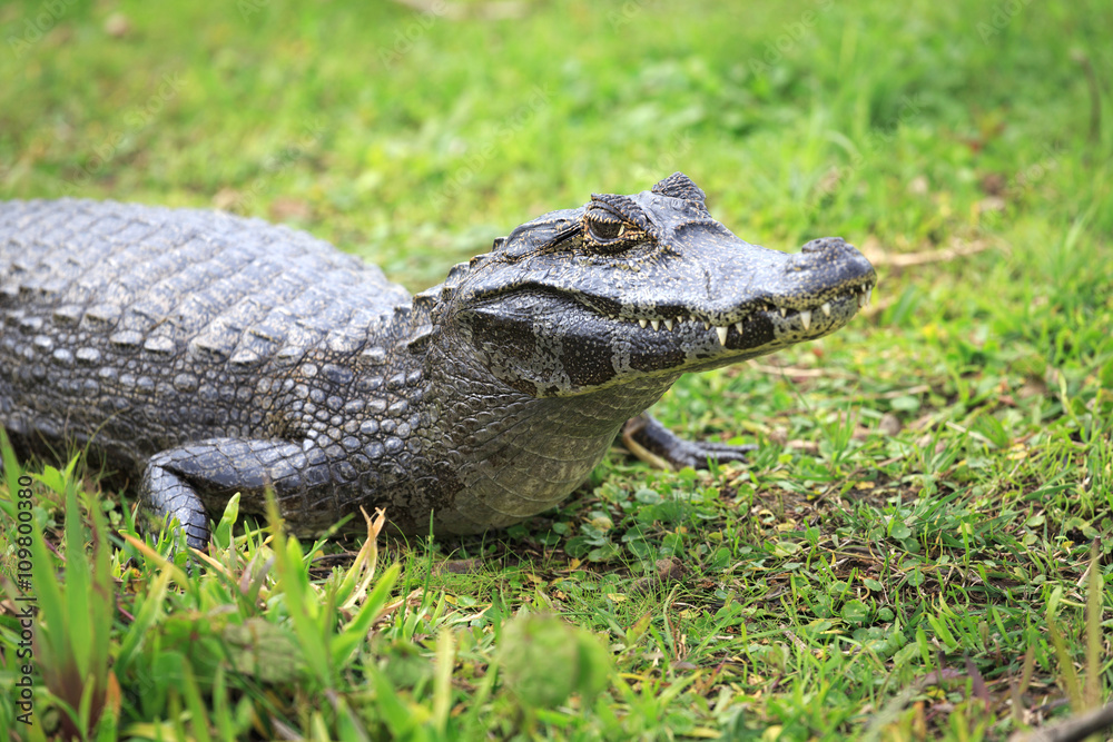 Naklejka premium Caiman in the national park Esteros del Iberá, Argentina