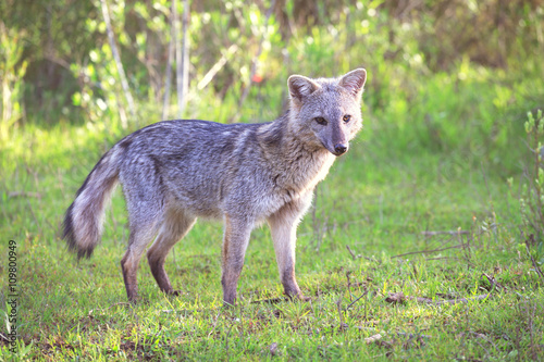Gray fox  El Palmar National Park  Argentina