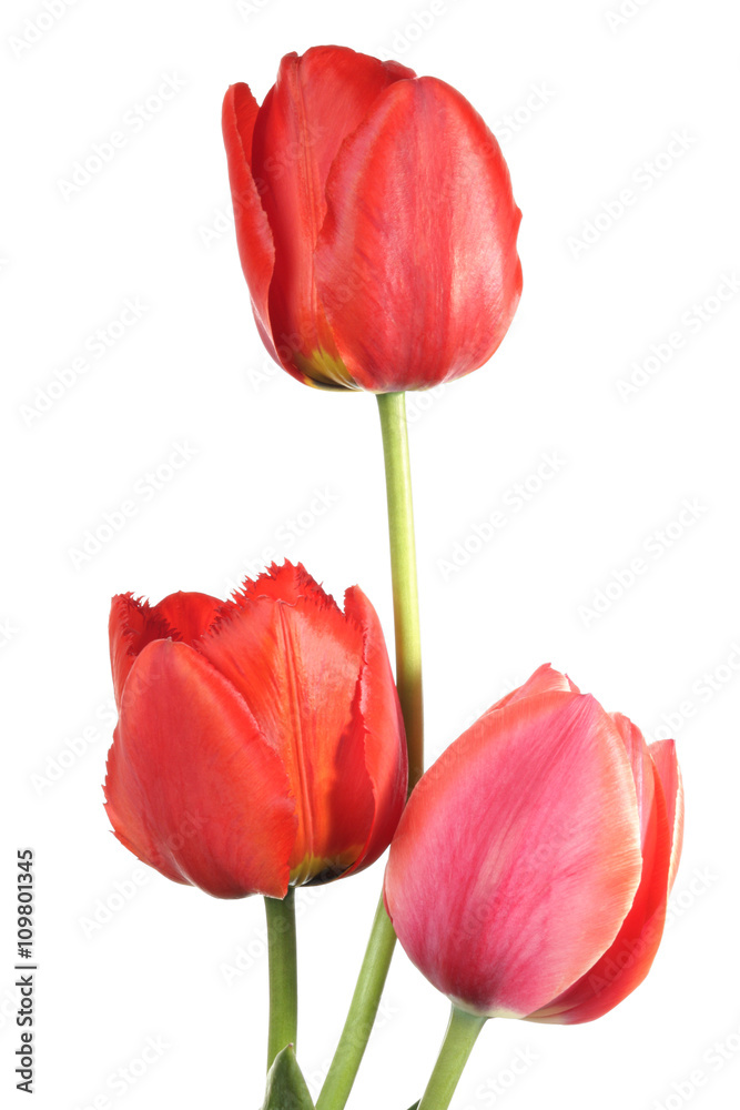 Fototapeta premium Three tulip