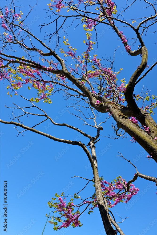 arbre en fleur ain arbre en fleur ain