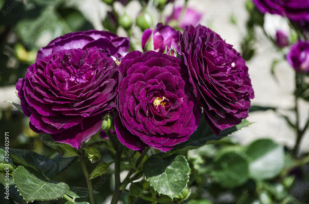 Fototapeta premium dark purple roses