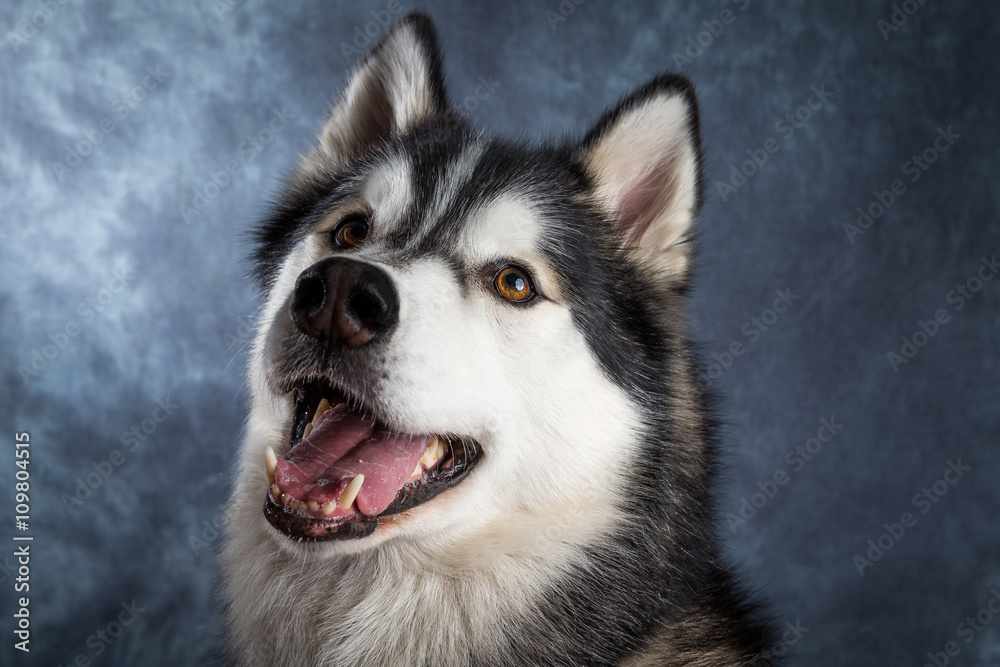 Fototapeta premium Husky