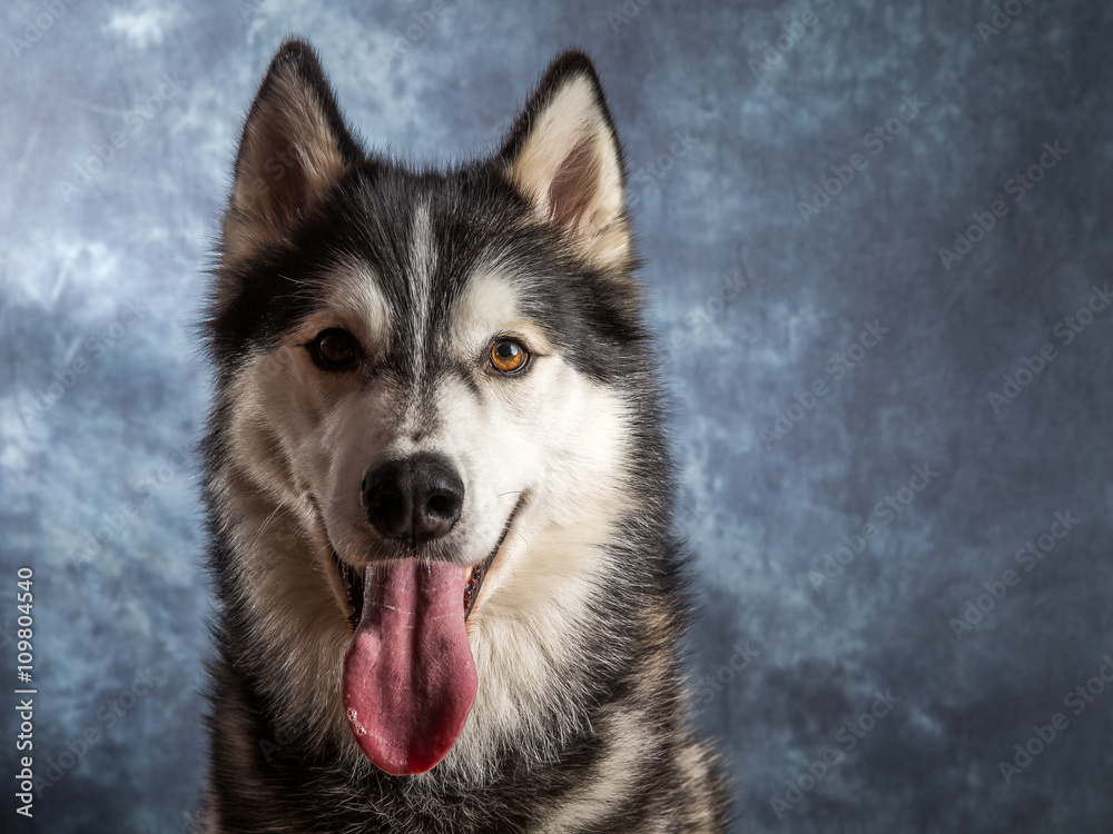 Husky Husky
