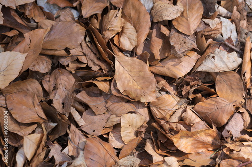 brown autumn leaves in the park 