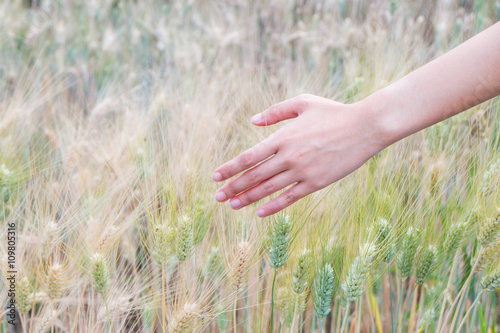 Woman's hand touch barley ears at sunset