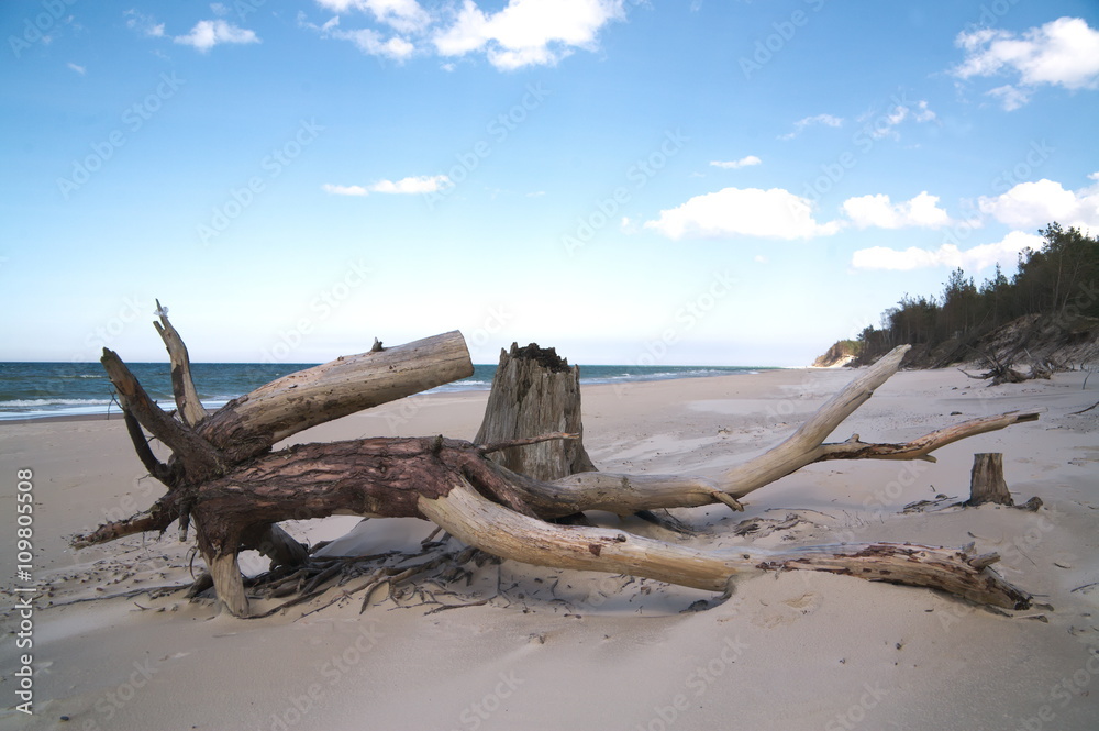 wooden trunks  exposed by the erosion of the sea in Slowinski National Park Leba Poland