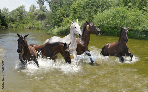 Fototapeta Naklejka Na Ścianę i Meble -  
horse running in the water